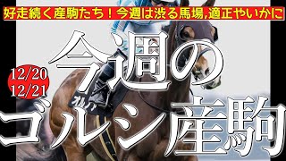 今週のゴールドシップ産駒 (12/20,21)【好走続く産駒たち！今週は渋る馬場,適正やいかに／ゴールドブレス,オルノアなど】