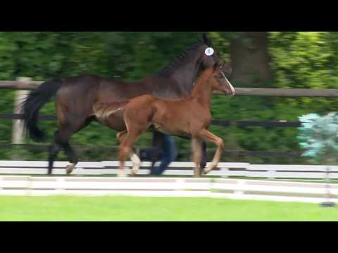 Hengstfohlen Bordeaux-Hohenstein