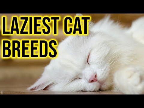 10 Laziest Cat Breeds In The World/All Cats