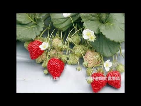 Cidade de Tai'an, condado de Miaoli