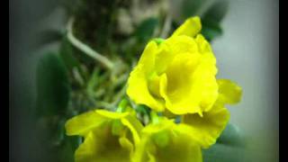 Dendrobium jenkinsii blooming time-lapse