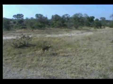 5.28.07 2.27pm Lone impala for a quick drink