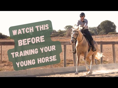 Foundations Every Young Horse Must Know | Green Horse Training with Grayson