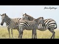 Zebras Mating Documentary In Maasai Mara Wildlife Masaimaranationalpark Zebrasmating Trending