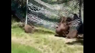 3 Little Bears and Momma Play on a Hammock.