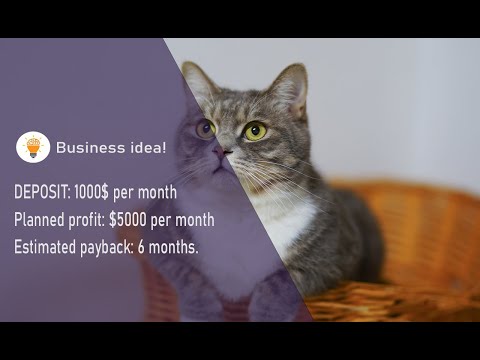 How to Start a Purebred Cat Breeding Business from Scratch