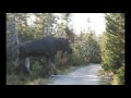 A Giant......Moose? 
