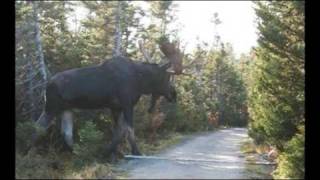 A Giant......Moose?