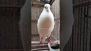 Download lagu SUARA BURUNG PUTER PUTIH ALBINO FULL B!R4HI MENGUKUK #shorts #shortsfeed #shortvideo #short #song mp3