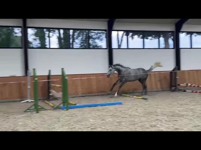 Loose jump movie at home Siem PH (Colestus x Cicero Z).