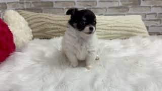 チワワ（ロング）の動画01