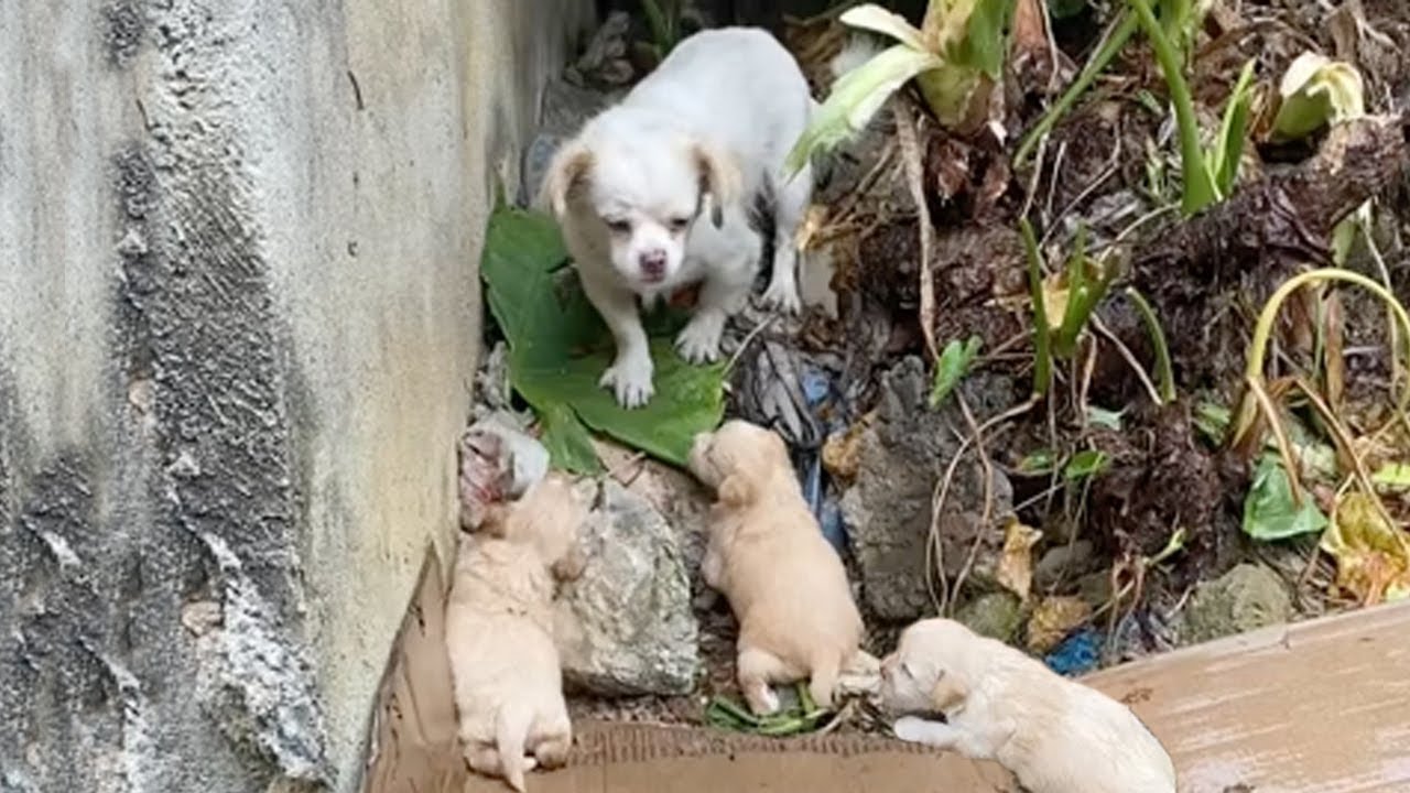 Exhausted, she stood helplessly watching her 3 children cry in the rain from cold and hunger