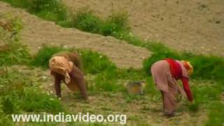 Farming in Himachal Pradesh