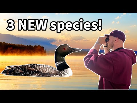 Birding for LIFERS in Southern Idaho