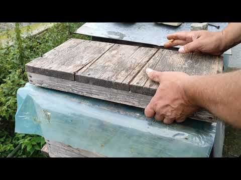 Bienenkönigin einweiseln von Bee Live danke Jupp für die Juppinne