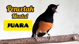 Download lagu 🔴Murai batu pencetak mental juara mp3