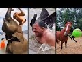 Ozzy Man Reviews When Animals Fight Back 8