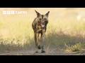 Meet Flint The Three Legged Wild Dog Kingdom BBC Earth