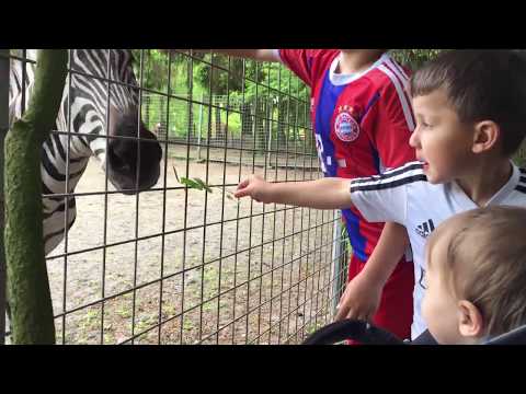 Yusuf Khoder und Malik füttern ein Zebra