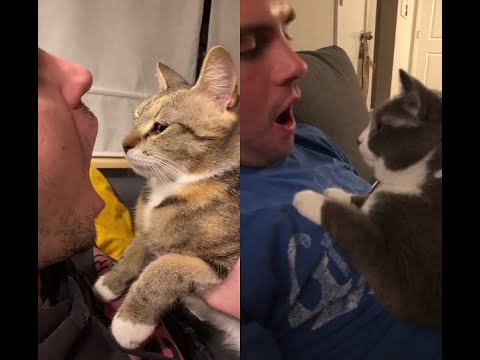 Smart Dog and cat cute #shorts #5921