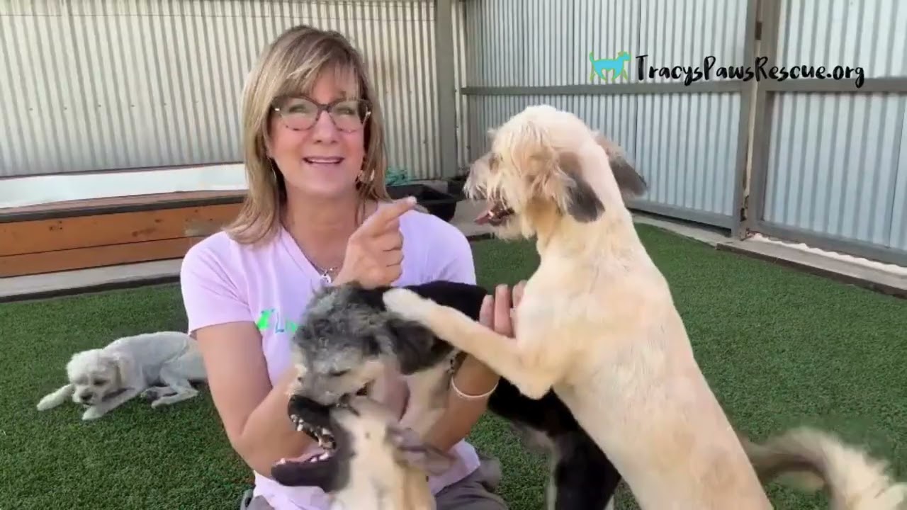 Enlarge Howie, a Adoptable mixed breed in San Antonio, TX video 3/6