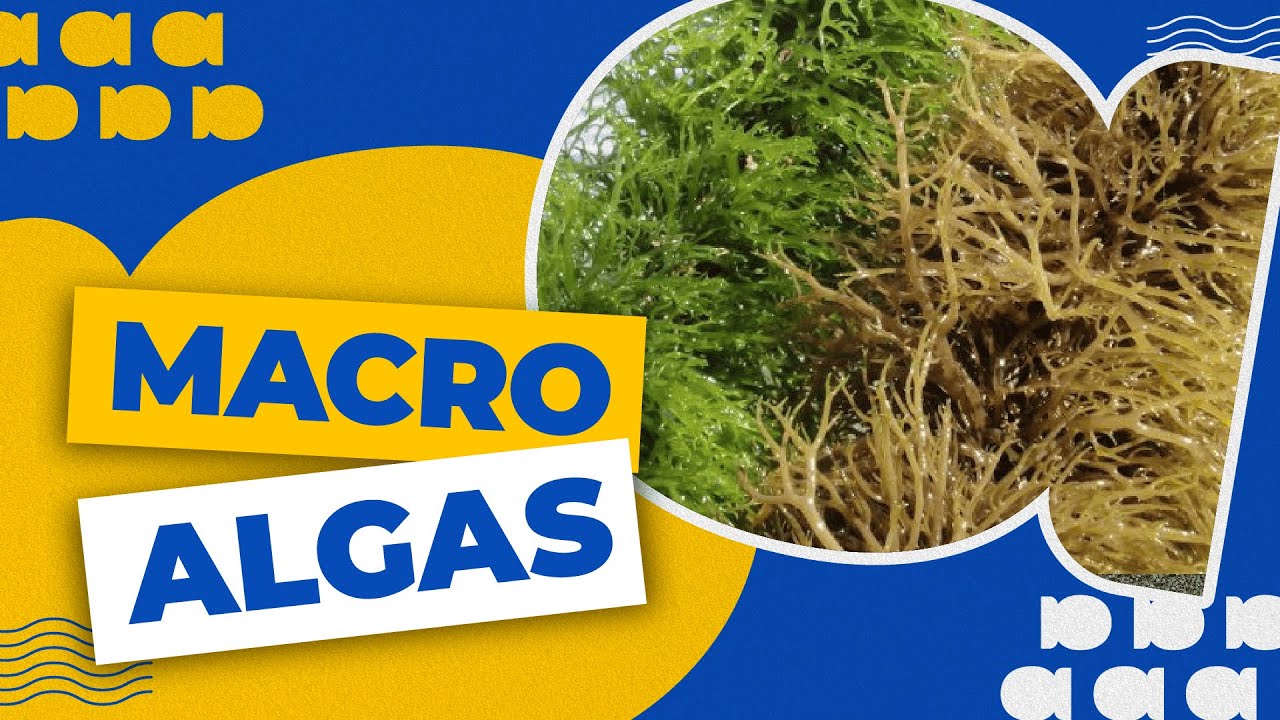 SUSTENTÁVEL e PROMISSORA: conheça o cultivo de MACRO-ALGAS