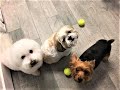 Preppy Pet West Houston is your pets one-stop pet resort. We provide affordable doggie daycare, pet boarding and dog grooming.