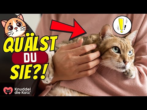 The 5 most common cuddling mistakes that make cats sad 😖