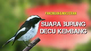 Download lagu kicau burung decu kembang buat masteran burung bahan mp3