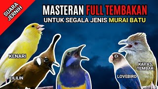 Download lagu Masteran Murai Batu Full Tembakan #MasteranMurai mp3