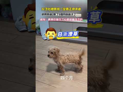 女子吐槽買狗一定要正規渠道 新買泰迪 養了5個月後崩潰了…… 網友：賣家也是花了心思做離子燙的