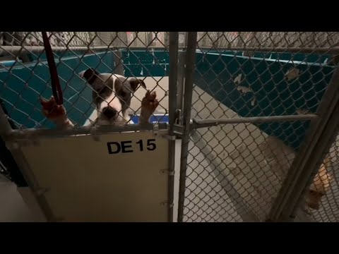 Wake County Animal Center offers discount on dogs, cats adoptions - YouTube