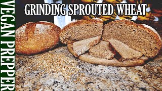 Grinding Sprouted Wheat with the Country Living Grain Mill