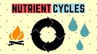 IGCSE BIOLOGY REVISION [Syllabus 20] - Nutrient Cycles