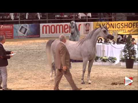 N.59 WADAD ZAMANI - Wels 2015 - Mares 4-6 years old (Class 8)