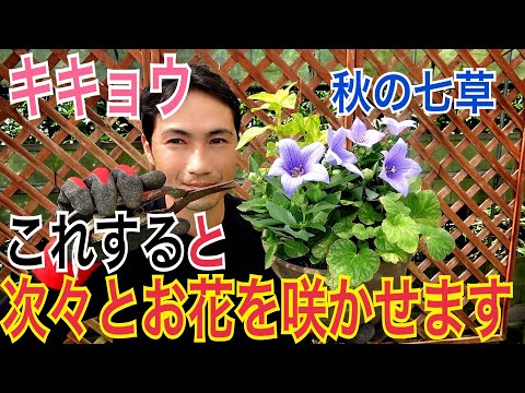 三角桔梗、カンパニュラ ピラミダリス