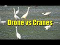 Reckless drone flyer harasses cranes
