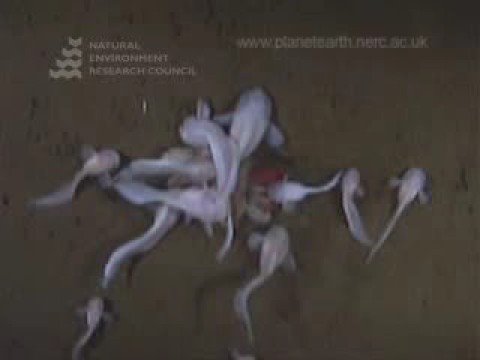 Liparid fish feeding at a depth of 7703m