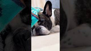 愛犬と暮らしている人なら99%が遭遇する光景5選