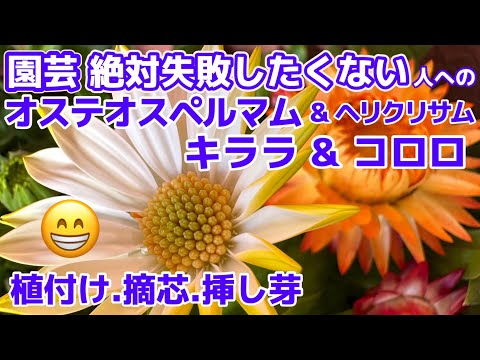 レプトスペルマムについて詳しく解説