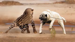 Kangal VS Jaguar - Who would win?