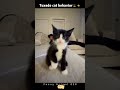 Part83丨Tuxedo Cat Behavior Funnyanimals Funnycat Tuxedocat Fyp Foryou Viralvideo Catlover