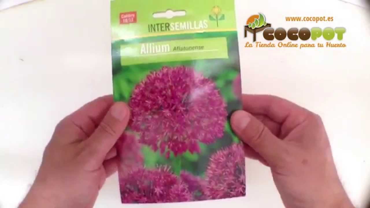 Bulbos de Allium