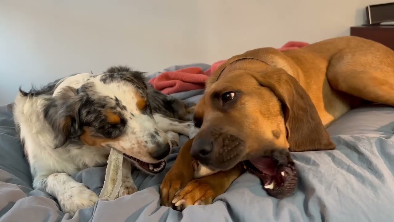 Enlarge Theo, a ADOPTABLE Australian Shepherd in Clinton, NJ video 6/6