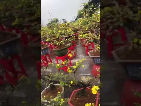 Chợ mai vàng quảng ninh