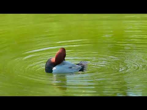 VACATION AT SFANTU GHEORGHE