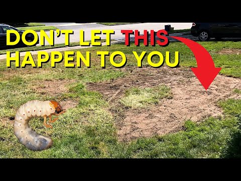 Prevent Grubs With One Product / GrubEx Application