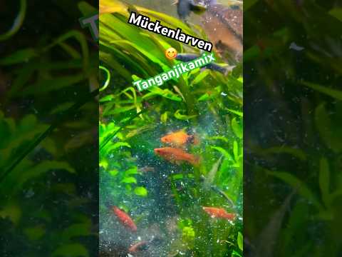 Feines Fressi #shorts #aquarium