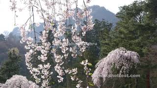 枝垂れ桜