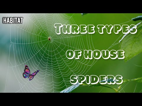 3 types of "house spiders" that are actually useful in the home #spiders #nature #amazing planet